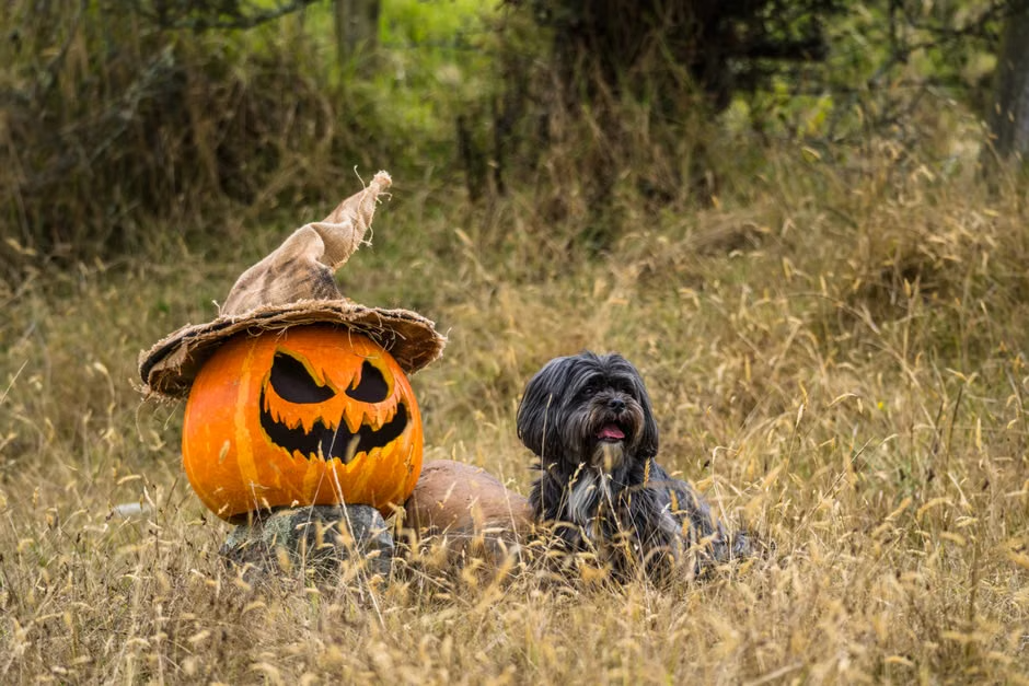 Soigneur d'un jour : une édition spéciale Halloween au Corsica Zoo