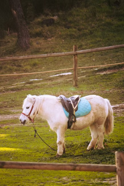 Vacances de la Toussaint : des balades à poney à Levie