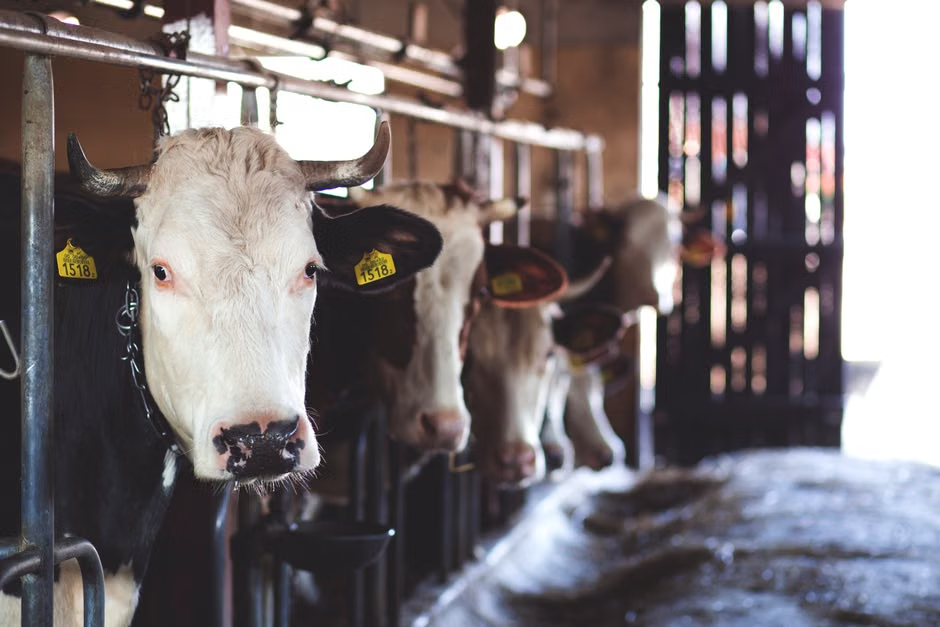 Formation agricole : une matinée d'information et de pré-inscription à Borgu
